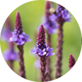 Blue Vervain