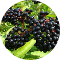 European Elderberry