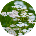 Yarrow Leaf/Flower