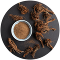 Echinacea purpurea Root
